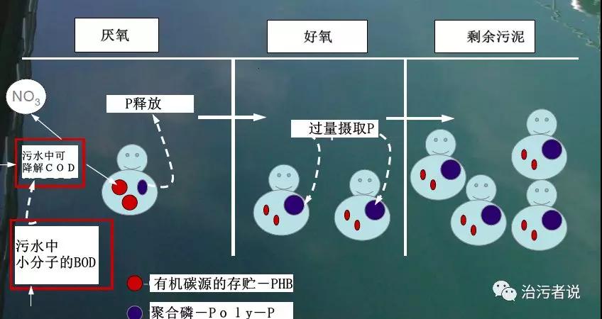 聚磷菌工作原理